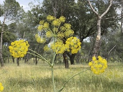 Thapsia