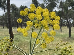 Thapsia