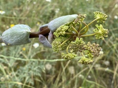 Thapsia