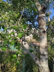 Populus alba