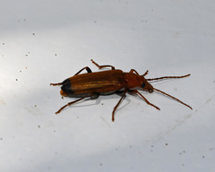 Nacerdes melanura