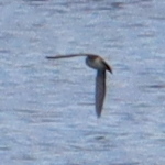 Chaetura pelagica