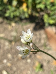 Nothoscordum gracile
