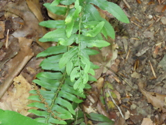 Taphrina polystichi