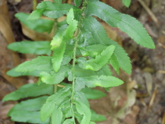 Taphrina polystichi