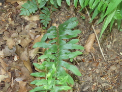 Taphrina polystichi