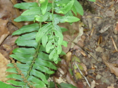 Taphrina polystichi