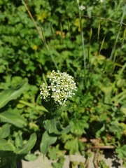 Lepidium draba