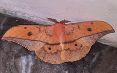 Cricula trifenestrata