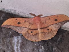 Cricula trifenestrata