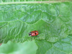 Cryptocephalus octopunctatus