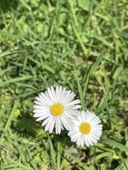 Bellis perennis