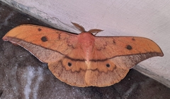 Cricula trifenestrata