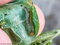 Rhectocraspeda periusalis