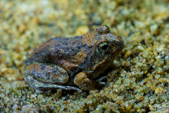 Tomopterna marmorata