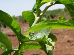 Erythromma