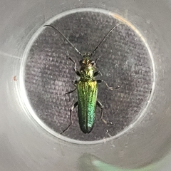 Anogcodes seladonius