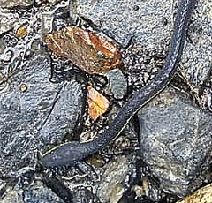 Synophis lasallei