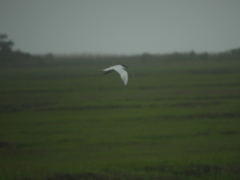 Gelochelidon nilotica