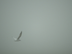 Gelochelidon nilotica