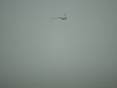 Gelochelidon nilotica