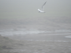 Gelochelidon nilotica