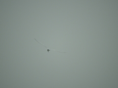 Gelochelidon nilotica