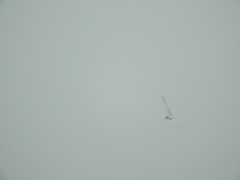 Gelochelidon nilotica