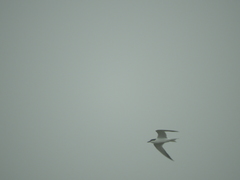 Gelochelidon nilotica