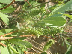Salix monticola