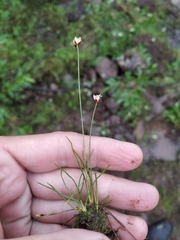 Juncus triglumis