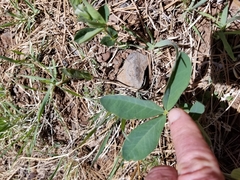 Thermopsis montana