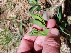 Thermopsis montana