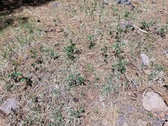 Thermopsis montana