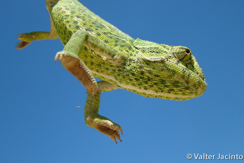 Common Chameleon