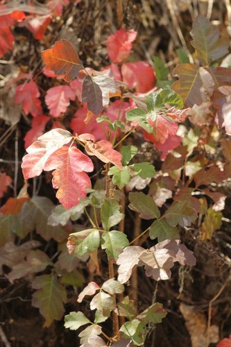 iNaturalist observation photo of Pacific poison oak