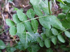 Vicia sepium