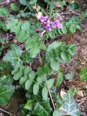 Vicia sepium