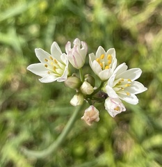 Nothoscordum gracile