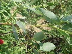 Salix monticola