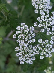 Chaerophyllum temulum