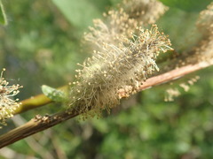 Salix monticola