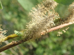 Salix monticola