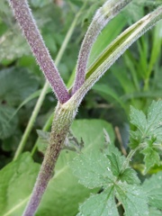 Chaerophyllum temulum