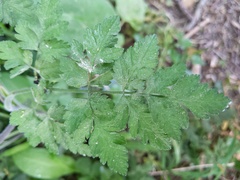 Chaerophyllum temulum