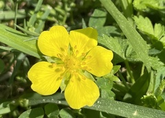 Potentilla reptans