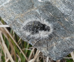 Lycia alpina