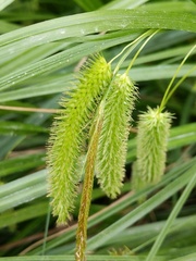 Carex pseudocyperus
