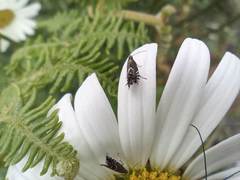 Glyphipterix simpliciella