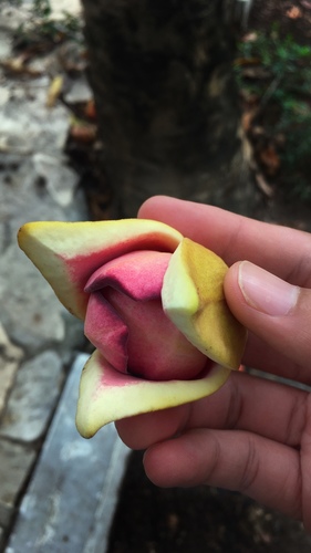 Annona (Annona purpurea)